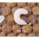 로얄제리(royaljelly), 왕대(王台)/여왕 생산 (도전) 이미지