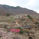 매화랜드 이미지