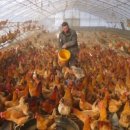 대기농장 이미지