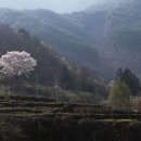 벚꽃향기민박 이미지