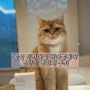 고양이, 헤어볼영양제, 믿을 수 있 는 영양제, 안전한 영양제, 투명한 영양제농심 반려다움영양제 후기
