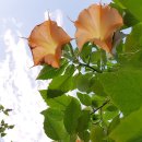 천사의 아침 이미지