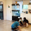 플라워 도그 이미지