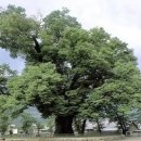 성읍리-26 이미지