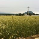 무릉리-11 이미지