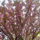 제방변(등구마을) 이미지