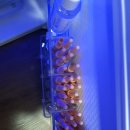 <b>레이블론</b> 팝니다