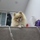 [내돈내산 - 삼성전자 Ai 3구 인덕션] 고민 끝에 가스레인지 버리고 예쁜 삼성 인덕션 구매 갈긴 후기
