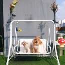 루프앤독 이미지