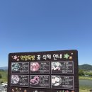 사람이 꽃보다 아름 | 함안 악양뚝방길 양귀비 실시간 후기｜5월 경남 꽃구경 명소 추천