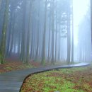 안개숲 이미지
