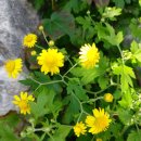 메리골드 이미지