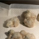 천안오골계농장 이미지