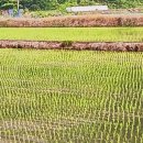 선거 농로 이미지