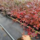 오가네 하우스 이미지