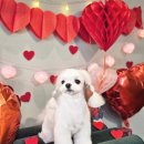 메종VIP203 이미지