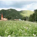 소나무(산촌마을) 이미지