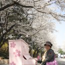 과천 벚꽃-경마공원 이미지