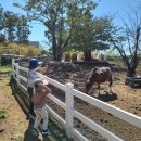 아침초원 목장 이미지