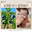 대안농장 | 8개월 아기 첫 생블루베리, 순창 산골농장