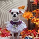 꿈꾸는 강아지 이미지