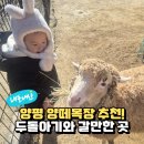 이레목장 | 양평 양떼목장 아기랑 갈만한 곳으로 만족했던 이유
