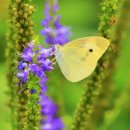 여우쉼터 이미지