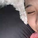 벌떼야식