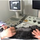 도그원동물의료센터 이미지