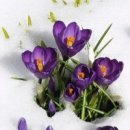 이른봄의 서정 이미지