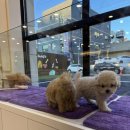 달링하이 포항점 | 포항강아지분양 /달링하이 포항점 고퀄만족!