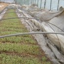 성림농장 이미지