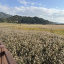 순천만여행 | 순천 가을여행 순천만 습지 갈대축제 놀거리 방문후기 및 맨발 힐링로드 정보