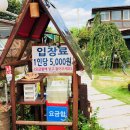 금빛머리 이미지