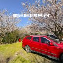 벨리타 캠핑장 | 제주 벚꽃캠핑장, 벨리타캠핑장 잔디 I사이트