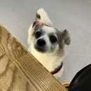 김선생 애견스쿨 | 겁 많은 강아지의 첫 애견호텔 도전기｜24시간 홈스테이 후기 (수지·광교 애견호텔 바우스쿨)