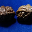 귀족호도 이미지