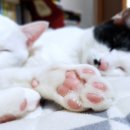 고양이 발바닥 티스토리
