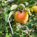 흥일농장 이미지