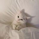 예쁜EYE 이미지