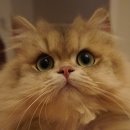 애월캐터리 이미지