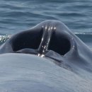 흰 긴 수염 고래의 숨구멍 이미지