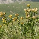 점박이용담 (학명 Gentiana punctata, 영명 Spotted Gentian) 이미지