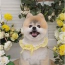 미미캣살롱&고양이호텔 | 우리 아이 마음까지 보살피는 김해고양이미용, 스트레스 없는 오픈살롱의 특별함 안내