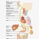 미주 신경을 자극하는 32 가지 방법 (및 미주 신경 장애의 증상) 이미지