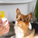 강아지봄 이미지