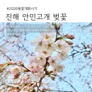 GS25창원안민점 | 2026 진해 군항제 벚꽃 개화 시기, 안민고개 지금 상태 직접 보고 옴