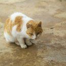 논현 켄넬 | 서울고양이분양 프리미엄 도그마루 브리티쉬숏헤어