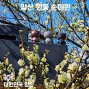 원동로 | 3월 초 국내 여행지 양산 원동 순매원 후기｜개화 상황·주차·전망대 기차 포인트 정리