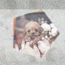 제천동물보호센터 이미지